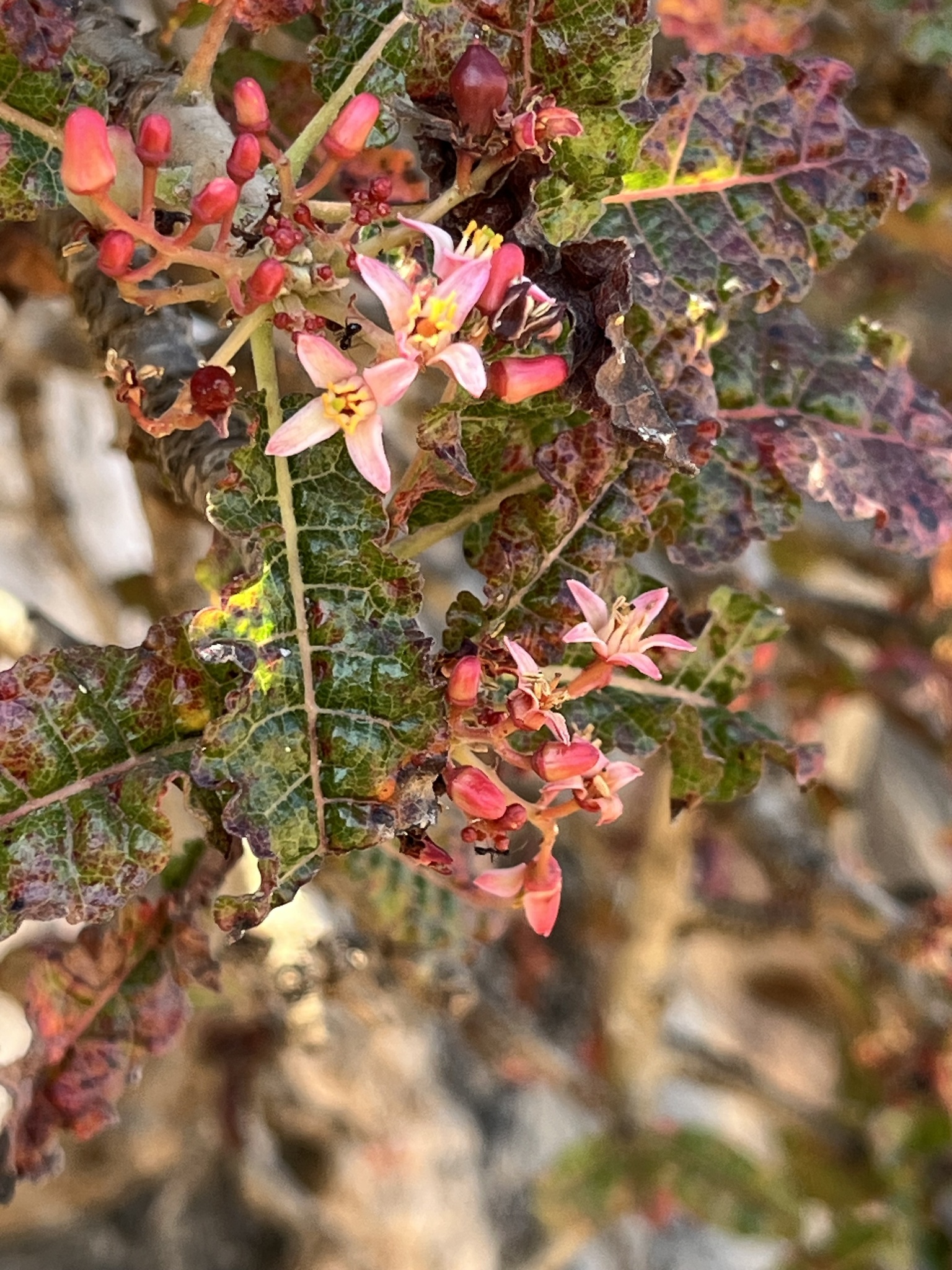 Boswellia nana Hepper