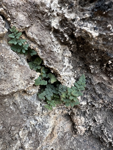 Image of Argyrochosma jonesii by (c) Matt Berger, some rights reserved (CC BY)