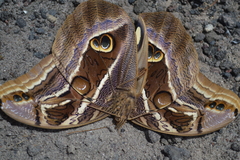 Eryphanis aesacus