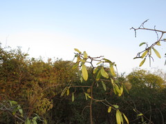 Ventilago denticulata