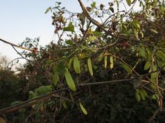 Ventilago denticulata