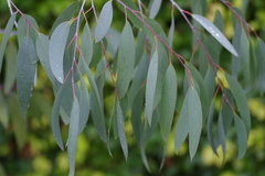 Eucalyptus parviflora