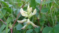 Astragalus glycyphyllos