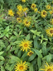 Inula
