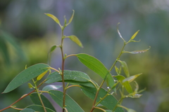 Eucalyptus parviflora