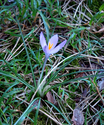 Crocus minimus, photograph 6