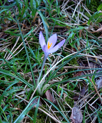 Crocus minimus