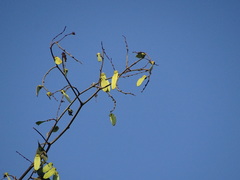 Ventilago denticulata