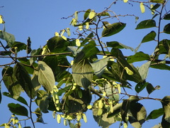 Ventilago denticulata