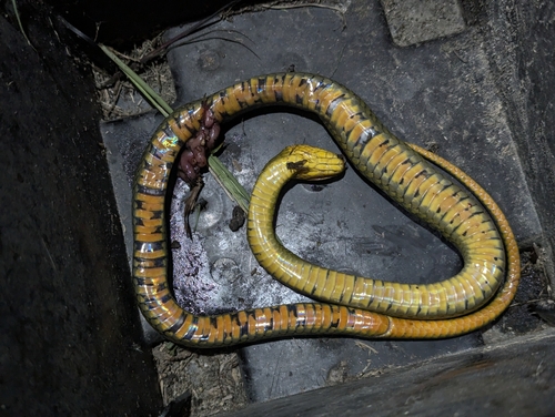 Royal Ground Snake