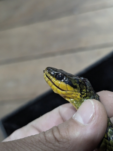 Royal Ground Snake