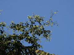 Ventilago denticulata