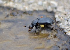 Nicrophorus guttula
