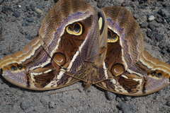 Eryphanis aesacus