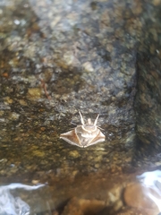 Habrosyne pyritoides