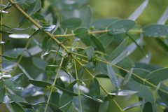 Eucalyptus parvula