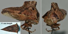 Telamona ampelopsidis