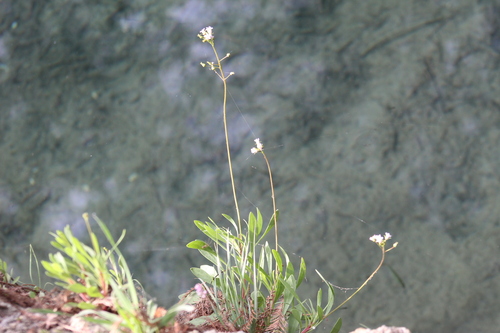 Samolus cinerascens