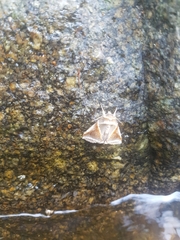 Habrosyne pyritoides