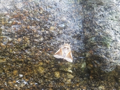 Habrosyne pyritoides