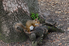 Sciurus carolinensis