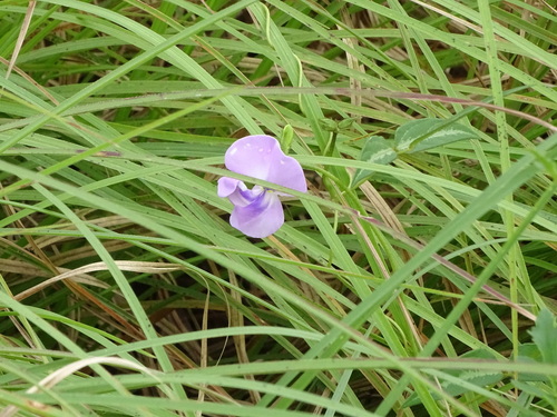 Zombi pea (Vigna vexillata)