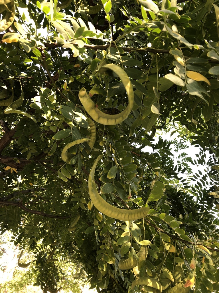 Gleditsia australis (Gleditsia australis)
