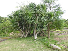 Dracaena cochinchinensis