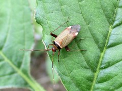Adelphocoris vandalicus