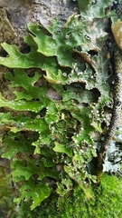 Pseudocyphellaria carpoloma