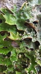Pseudocyphellaria carpoloma