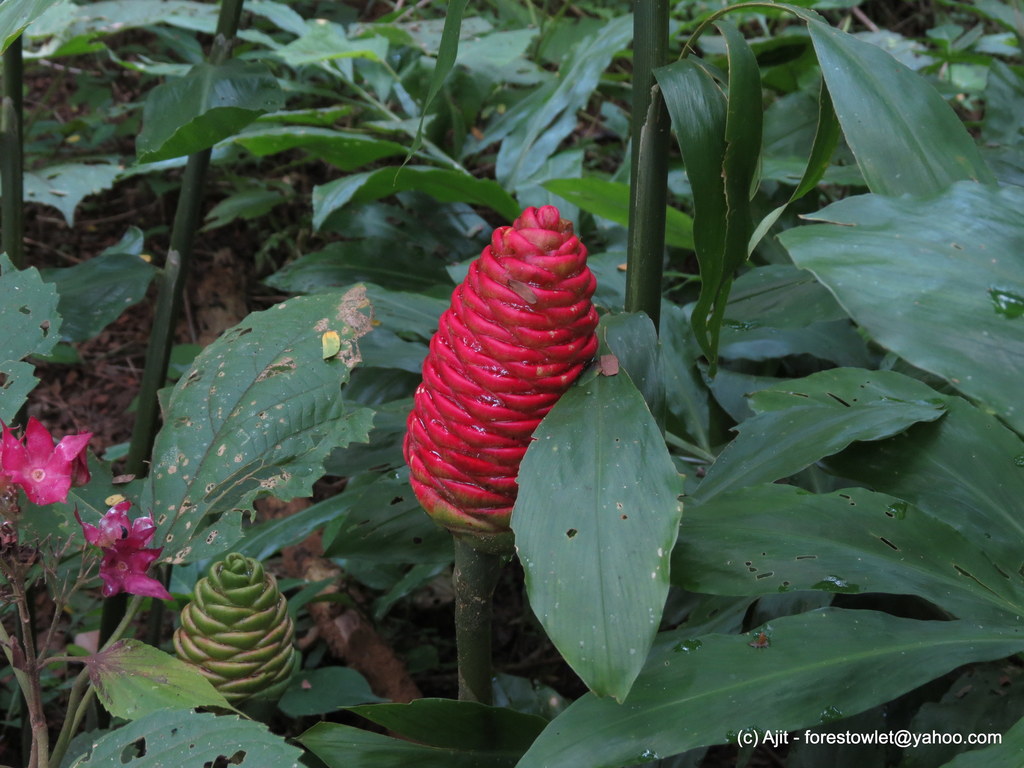 Shampoo Ginger Zingiber Zerumbet Inaturalist
