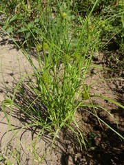 Carex bohemica