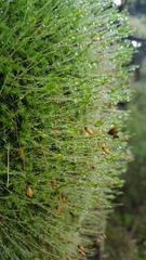 Leptostomum macrocarpum