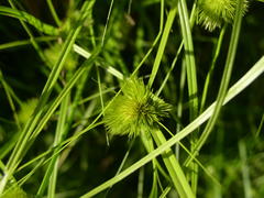 Carex bohemica