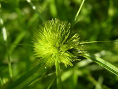 Carex bohemica
