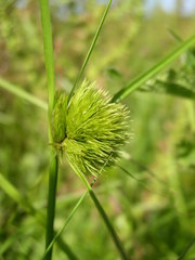 Carex bohemica