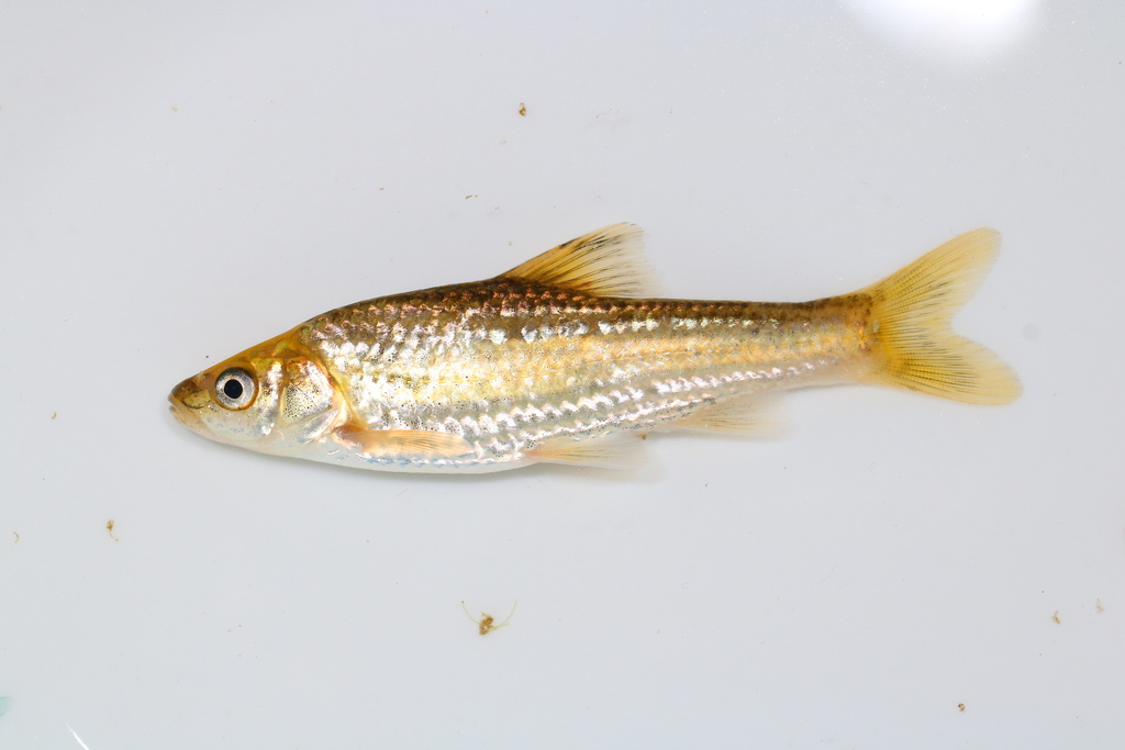 Spinous gudgeon (Paraleucogobio notacanthus) — Cyprinidae