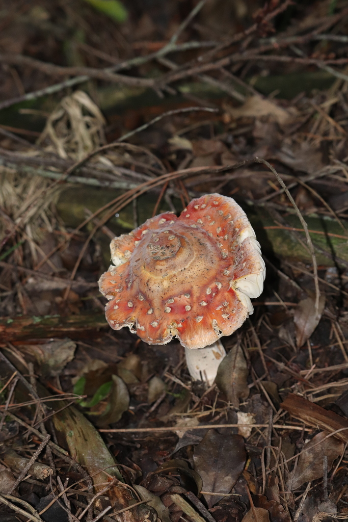 Amanita muscaria · March 2025 · photo: © sam-rajnikant (iNaturalist, cc-by)