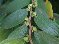 Ziziphus oenopolia
