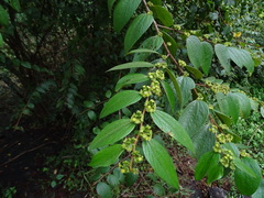 Ziziphus oenopolia