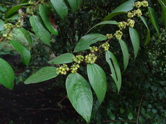 Ziziphus oenopolia