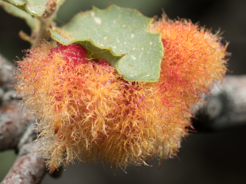 Crystalline Gall Wasp photo 6