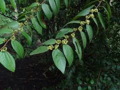 Ziziphus oenopolia