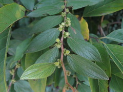 Ziziphus oenopolia