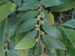 Ziziphus oenopolia