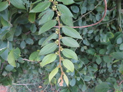 Ziziphus oenopolia
