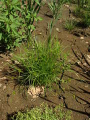 Carex bohemica