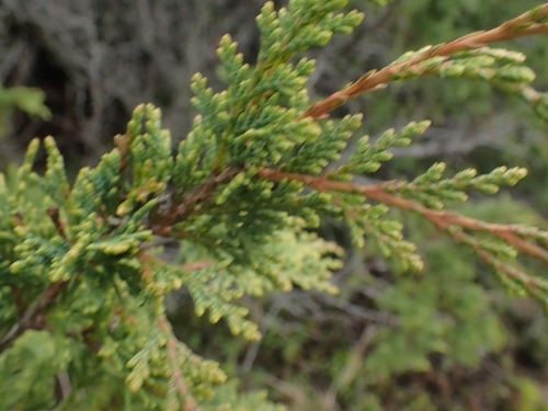 Image of Juniperus maritima by no rights reserved