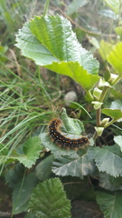 Eriogaster arbusculae